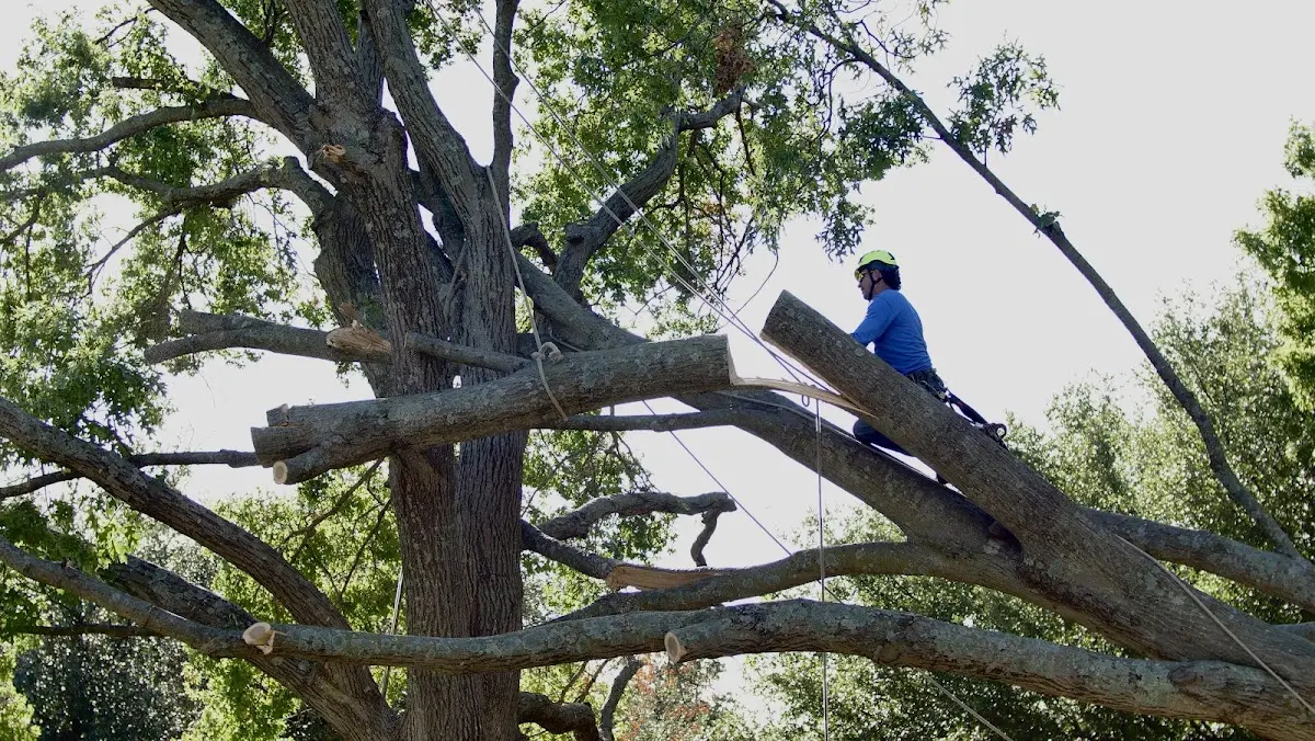 Professional Crown Thinning performed by certified arborists in Banks
