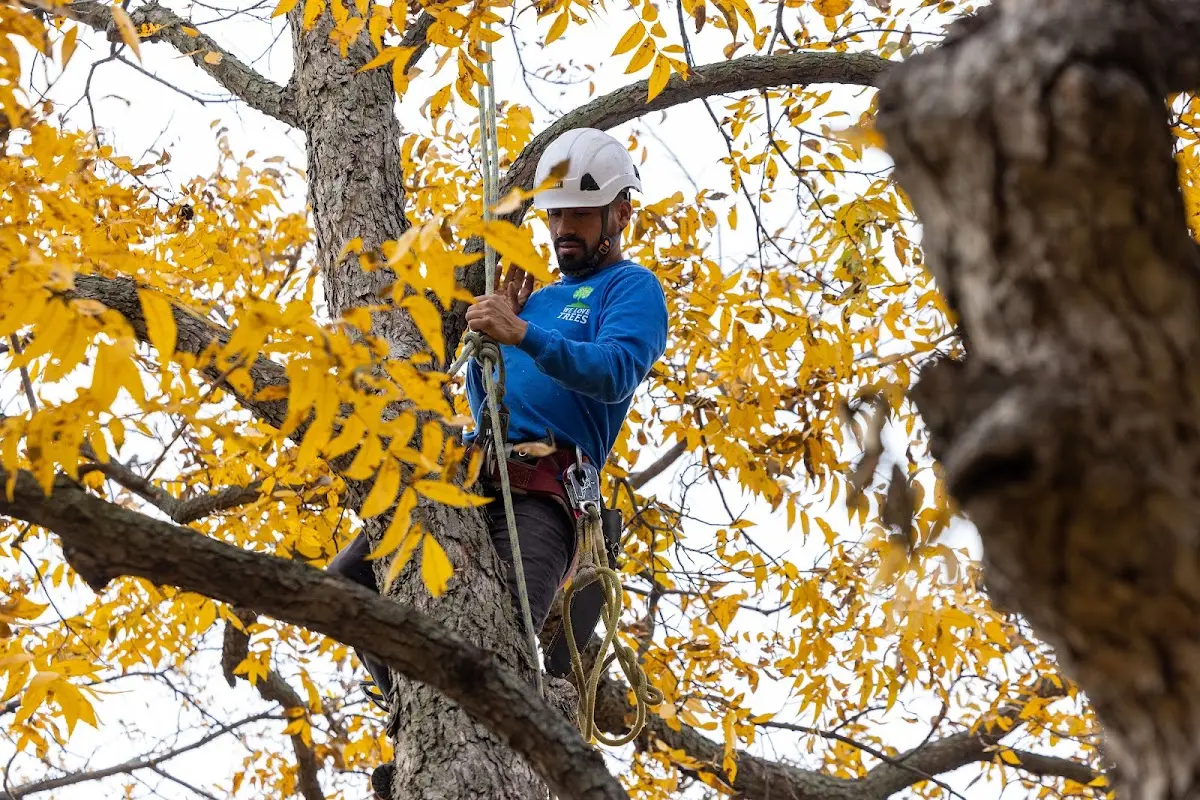 Skilled Tree Pruning crew working in Banks