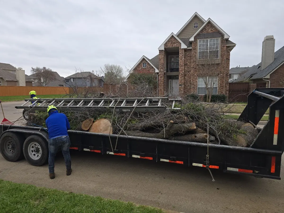 Expert Tree Removal with proper safety equipment in Banks